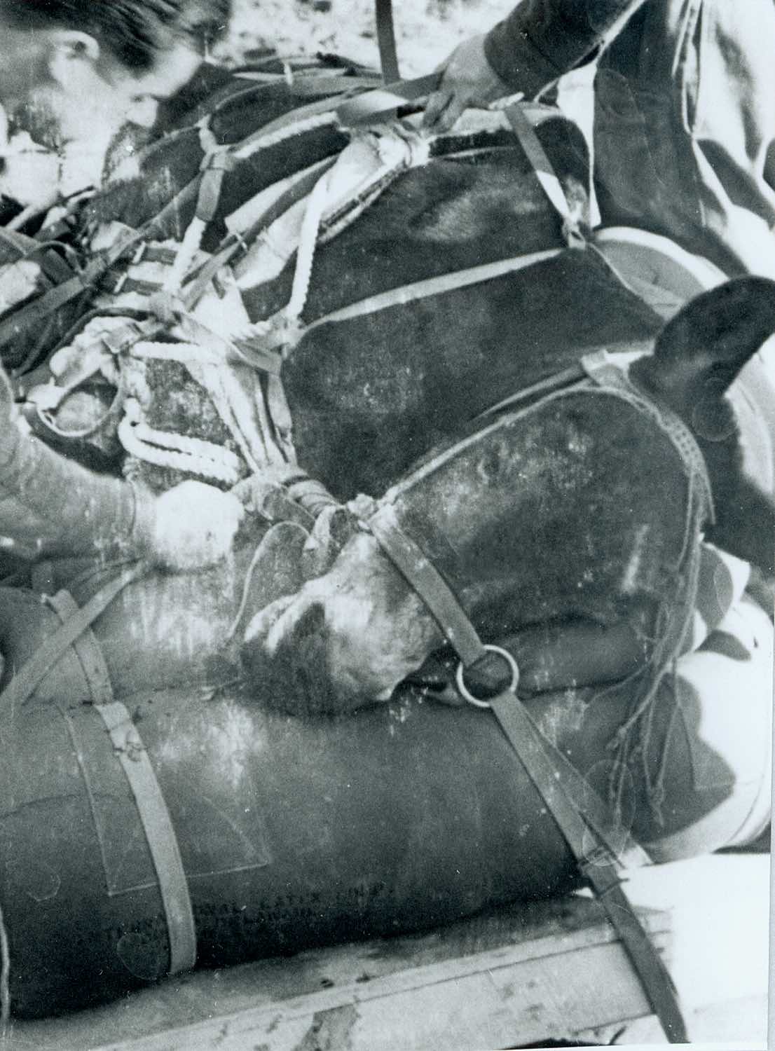 A mule being released from harness and parachutes Photo by Major D.H. Witherington, courtesy of Dr. Sharon Cregier